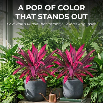 Artificial Boston Fern & Dragon's Blood Tree Plants